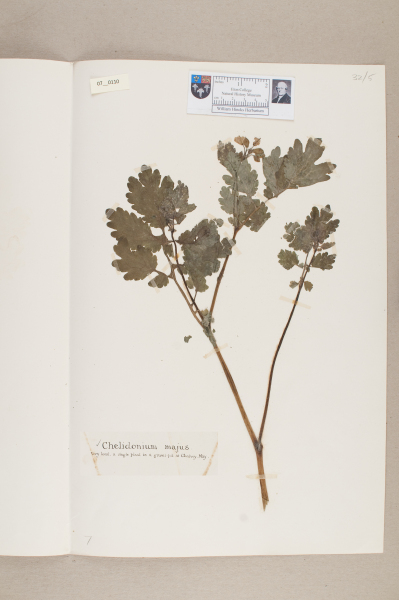 NHM_HH_7.110-2010 image NHM_HH_7.110-2010