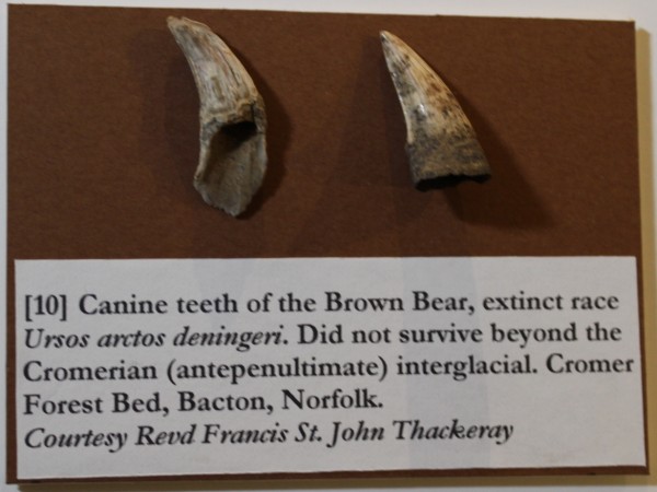 NHM-FT.42-2016 image NHM-FT.42-2016