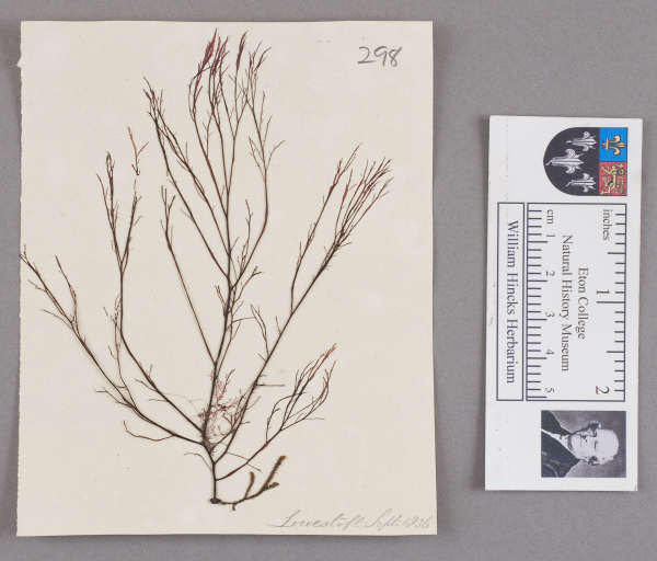 NHM_HH_1.298-2010 image NHM_HH_1.298-2010