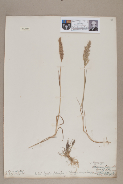 NHM_HH_35.84-2010 image NHM_HH_35.84-2010