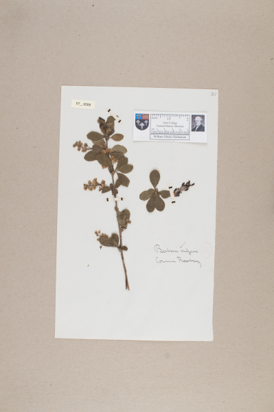 NHM_HH_7.89-2010 image NHM_HH_7.89-2010