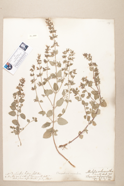 NHM_HH_23.69-2010 image NHM_HH_23.69-2010