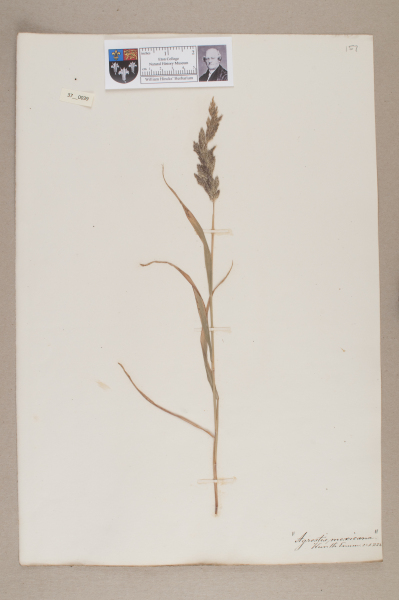 NHM_HH_37.39-2010 image NHM_HH_37.39-2010