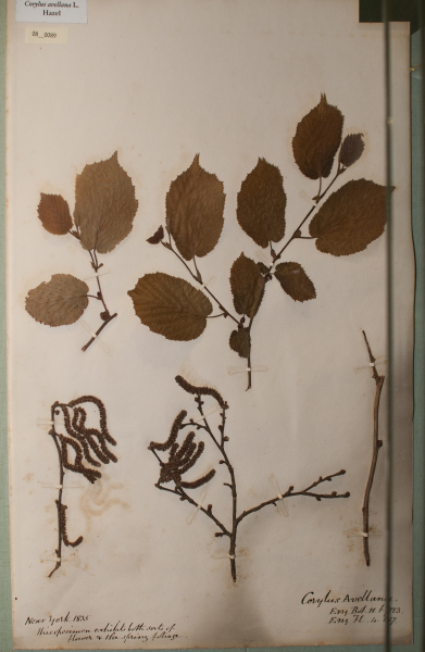 NHM_HH_8.89-2010 image NHM_HH_8.89-2010