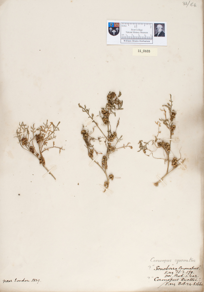 NHM_HH_11.103-2010 image NHM_HH_11.103-2010