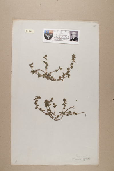 NHM_HH_25.42-2010 image NHM_HH_25.42-2010