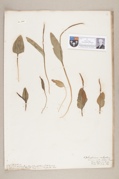 NHM_HH_4.2-2010 image NHM_HH_4.2-2010