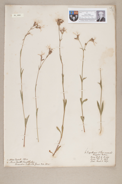 NHM_HH_9.83-2010 image NHM_HH_9.83-2010