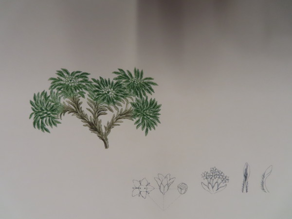 image FDA-E.2916_33_4-2016-A