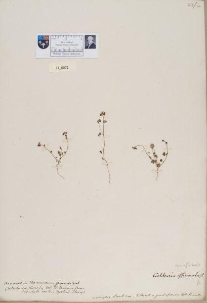 NHM_HH_11.71-2010 image NHM_HH_11.71-2010