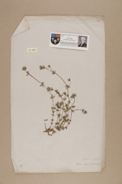 NHM_HH_26.35-2010 image NHM_HH_26.35-2010