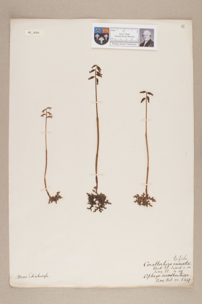 NHM_HH_40.24-2010 image NHM_HH_40.24-2010