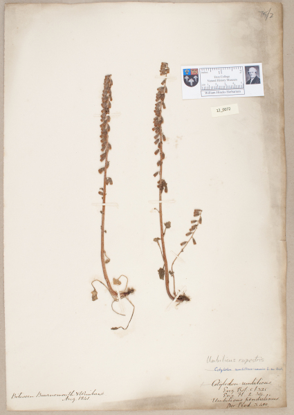 NHM_HH_12.72-2010 image NHM_HH_12.72-2010