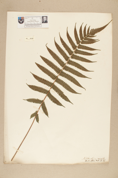 image NHM_HH_41.150-2010