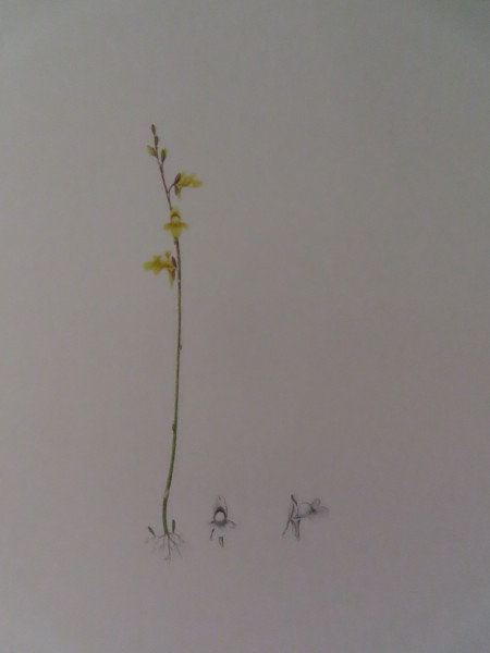 image FDA-E.2916_11_14-2016-A