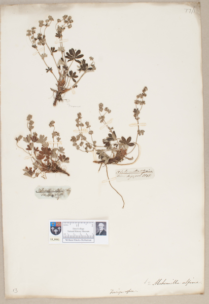 NHM_HH_13.81-2010 image NHM_HH_13.81-2010