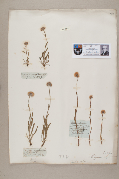 NHM_HH_29.17-2010 image NHM_HH_29.17-2010