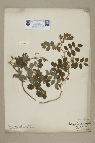 NHM_HH_15.6-2010 image NHM_HH_15.6-2010