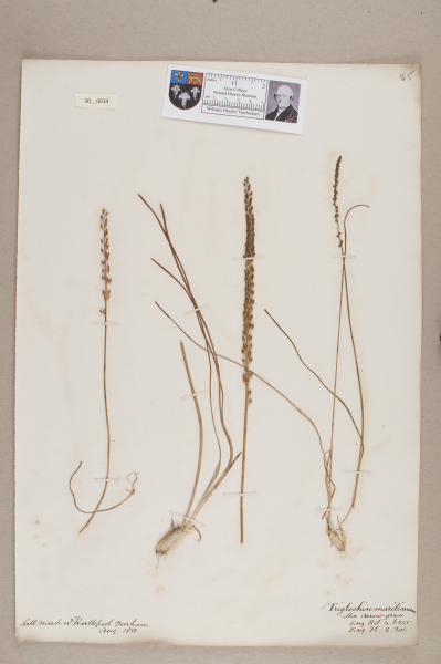 NHM_HH_30.14-2010 image NHM_HH_30.14-2010