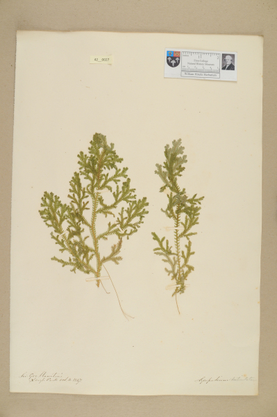 NHM_HH_42.27-2010 image NHM_HH_42.27-2010