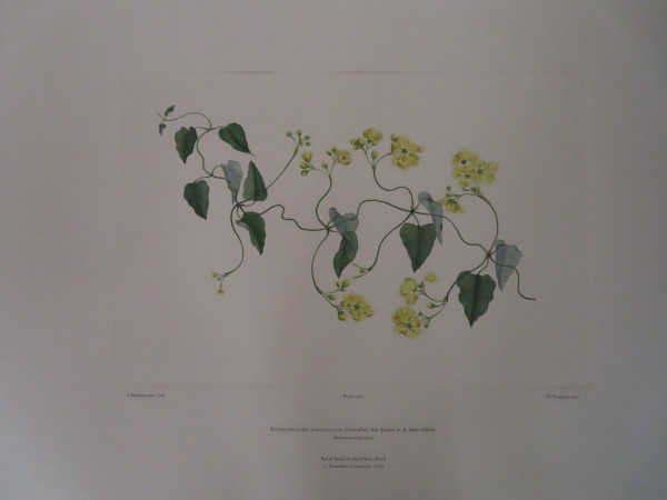 image FDA-E.2916_16_6-2016