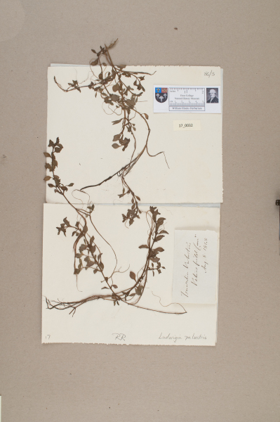 NHM_HH_17.32-2010 image NHM_HH_17.32-2010