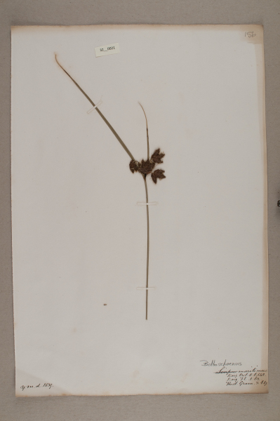 NHM_HH_32.21-2010 image NHM_HH_32.21-2010