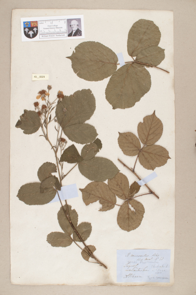 NHM_HH_43.29-2010 image NHM_HH_43.29-2010