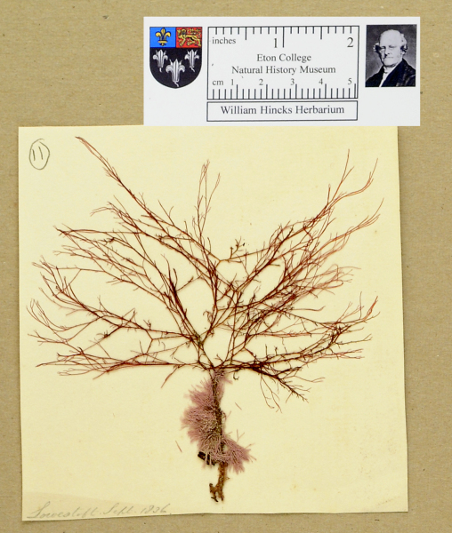 NHM_HH_1.11-2010 image NHM_HH_1.11-2010