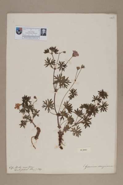 NHM_HH_19.42-2010 image NHM_HH_19.42-2010