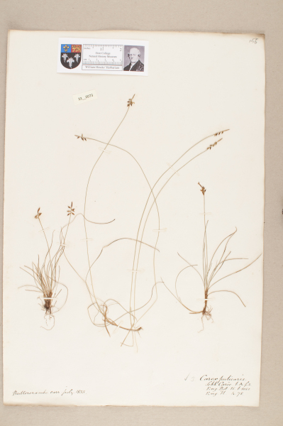 NHM_HH_33.73-2010 image NHM_HH_33.73-2010