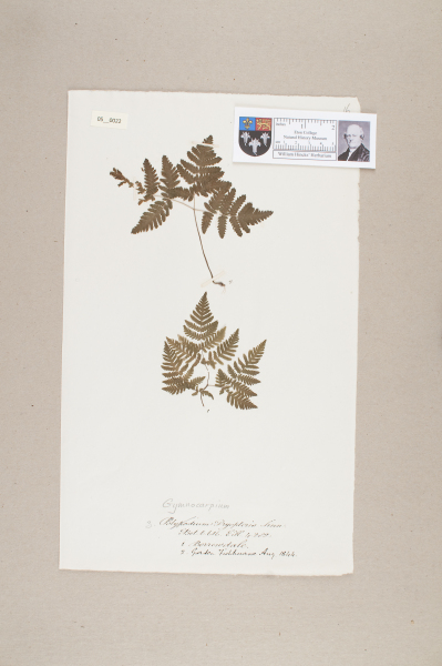 NHM_HH_5.22-2010 image NHM_HH_5.22-2010