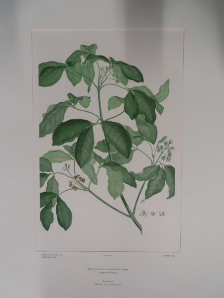 image FDA-E.2916_21_4-2016