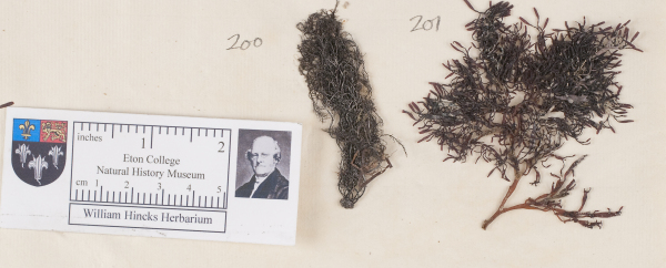 NHM_HH_1.200-2010 image NHM_HH_1.200-2010