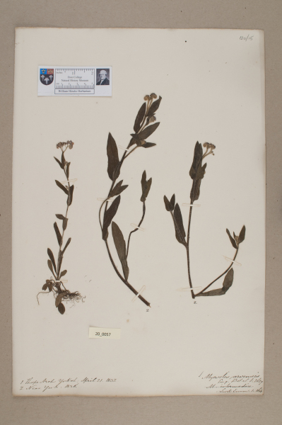 NHM_HH_20.57-2010 image NHM_HH_20.57-2010