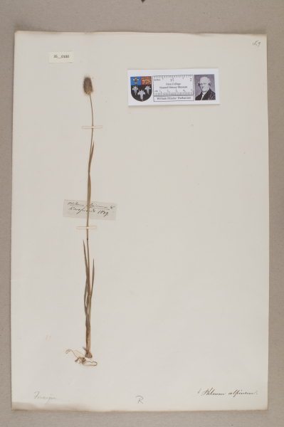 NHM_HH_35.100-2010 image NHM_HH_35.100-2010