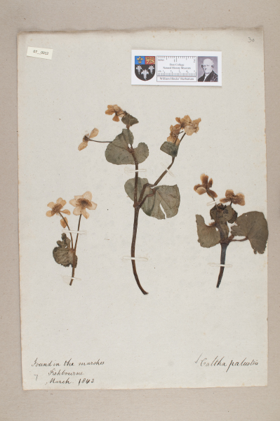 NHM_HH_7.12-2010 image NHM_HH_7.12-2010