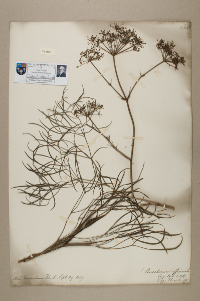 NHM_HH_22.31-2010 image NHM_HH_22.31-2010