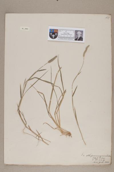 NHM_HH_35.93-2010 image NHM_HH_35.93-2010