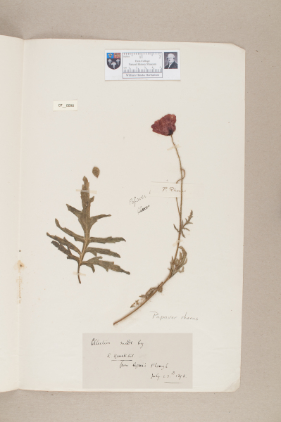 NHM_HH_7.98-2010 image NHM_HH_7.98-2010