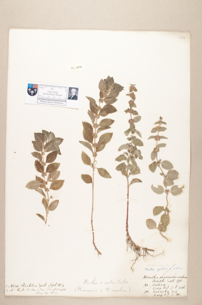 NHM_HH_23.78-2010 image NHM_HH_23.78-2010