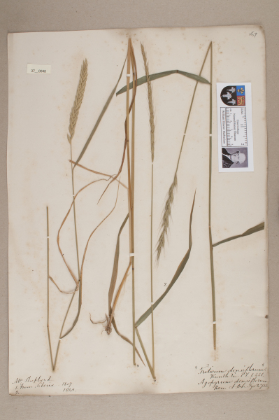 NHM_HH_37.48-2010 image NHM_HH_37.48-2010