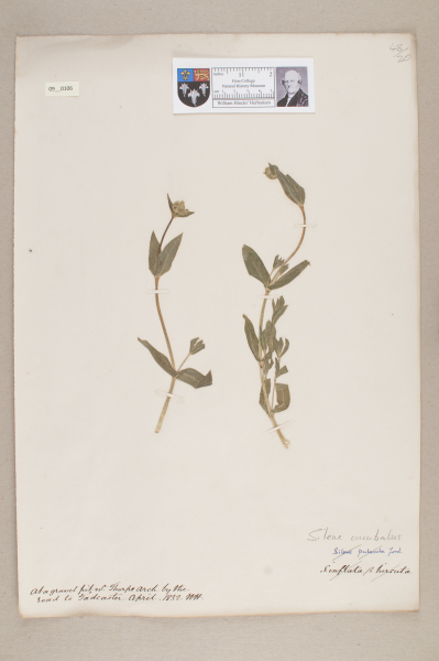 NHM_HH_9.106-2010 image NHM_HH_9.106-2010