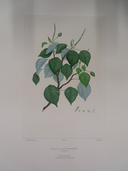 image FDA-E.2916_31_5-2016-A