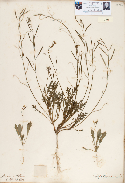 NHM_HH_11.112-2010 image NHM_HH_11.112-2010