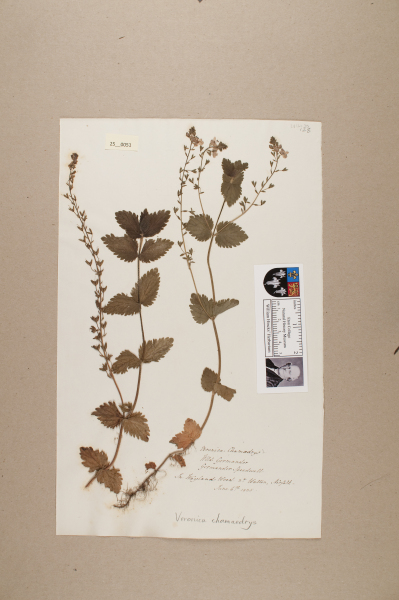 NHM_HH_25.51-2010 image NHM_HH_25.51-2010