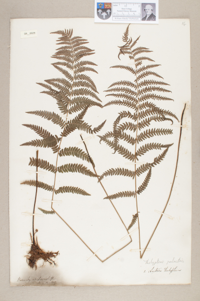 NHM_HH_4.29-2010 image NHM_HH_4.29-2010