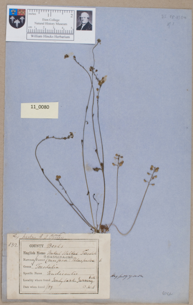 NHM_HH_11.80-2010 image NHM_HH_11.80-2010