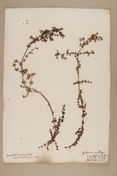 NHM_HH_26.44-2010 image NHM_HH_26.44-2010