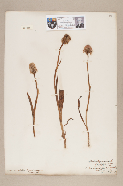 NHM_HH_40.33-2010 image NHM_HH_40.33-2010